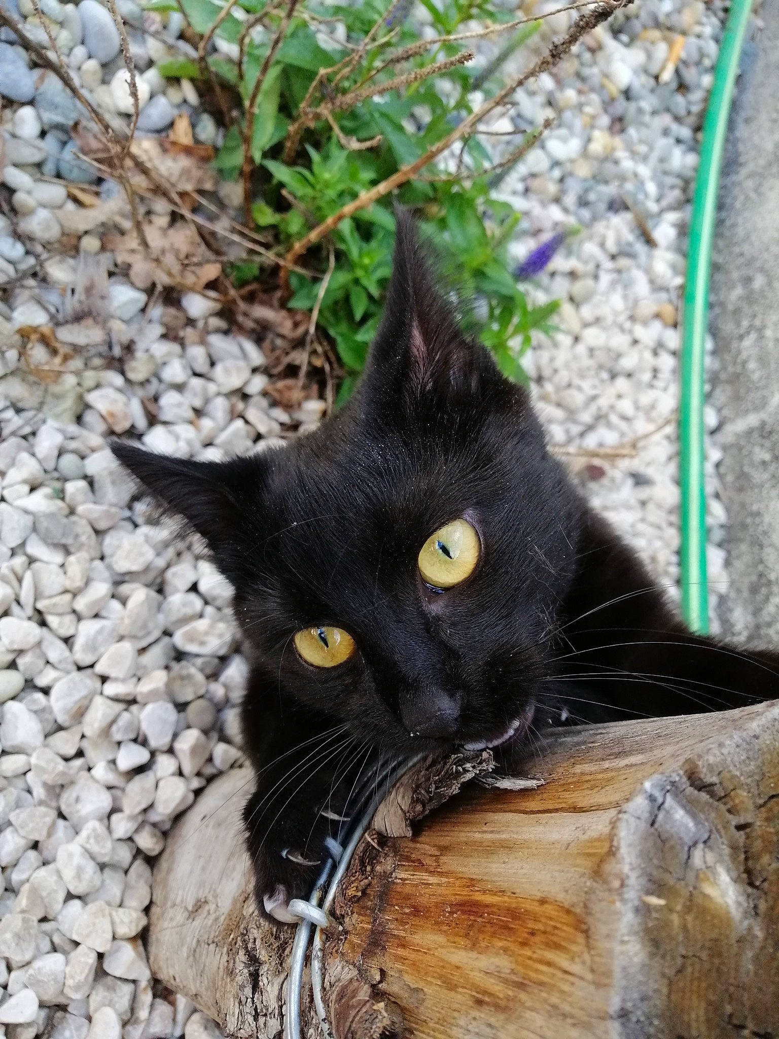 Mira a rejoint le concours — aidez-le/la à gagner de superbes lots ! black_cat, bombay, carnivore, cat, domestic_short_haired_cat, felidae, fur, grass, havana_brown, plant, small_to_medium_sized_cats, snout, tail, terrestrial_animal, whiskers, wildlife