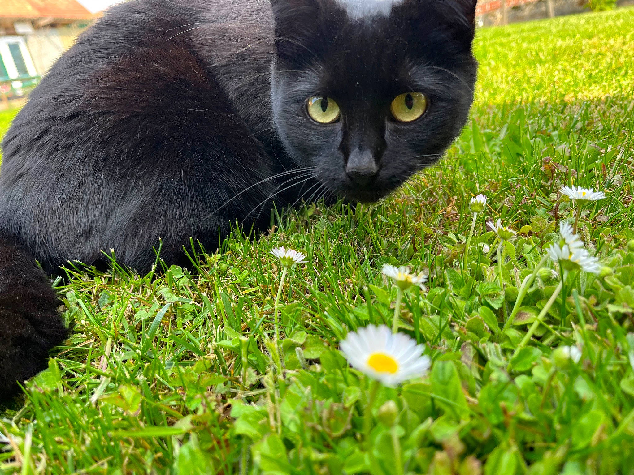 Mira participe au concours pour gagner de l'argent avec cette photo : black_cat, bombay, camomile, carnivore, cat, domestic_short_haired_cat, felidae, flower, grass, grass_family, green, groundcover, lawn, people_in_nature, petal, plant, small_to_medium_sized_cats, tail, terrestrial_animal, whiskers