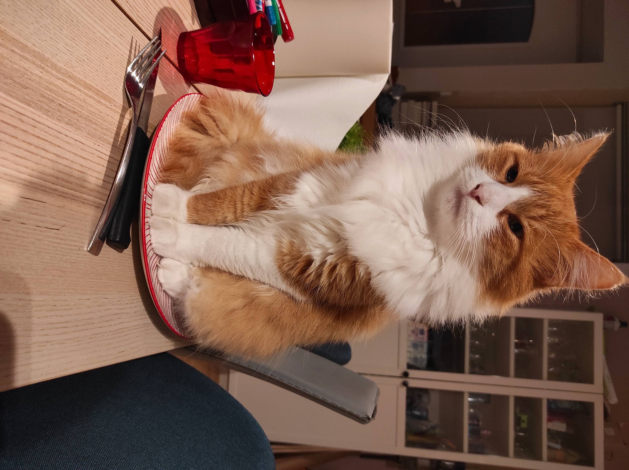 Roudoudou a rejoint le concours — aidez-le/la à gagner de superbes lots ! bag, carnivore, cat, claw, comfort, domestic_short_haired_cat, felidae, fur, luggage_and_bags, paw, small_to_medium_sized_cats, tail, whiskers, wood