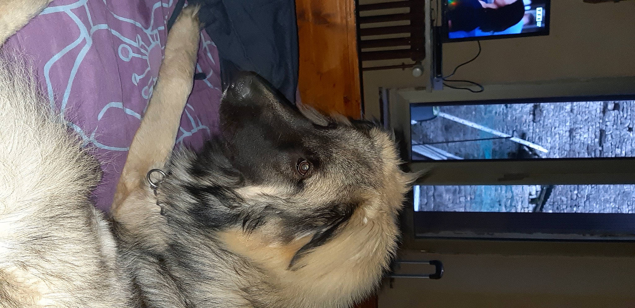 Travis a rejoint le concours — aidez-le/la à gagner de superbes lots ! cabinetry, cable_television, carnivore, claw, companion_dog, display_device, dog_breed, domestic_short_haired_cat, felidae, flat_panel_display, fur, home_appliance, led_backlit_lcd_display, paw, small_to_medium_sized_cats, snout, tail, television, television_set, whiskers