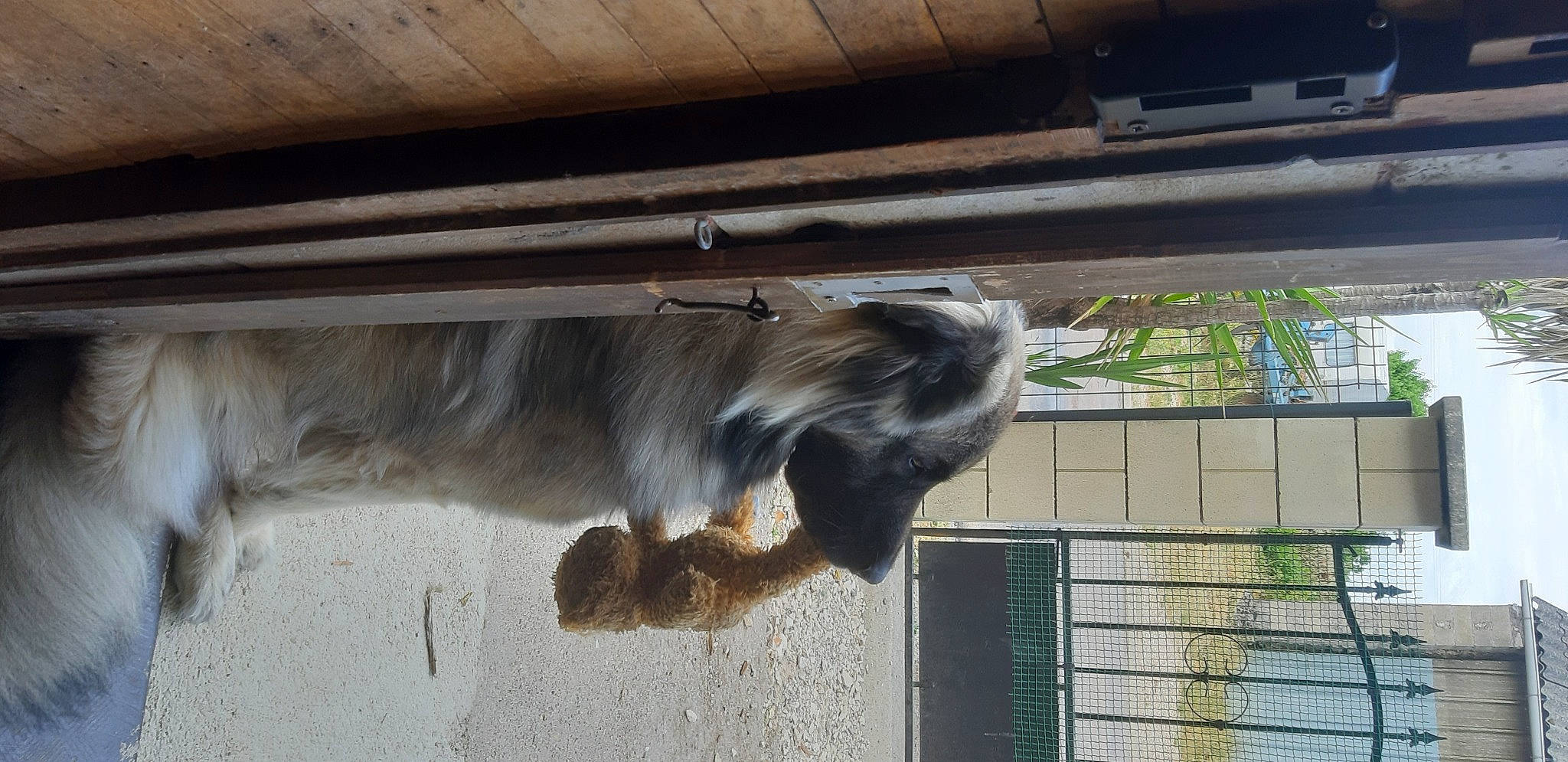 Travis participe au concours pour gagner de l'argent avec cette photo : animal_shelter, canidae, carnivore, companion_dog, dog, dog_breed, fawn, fur, hardwood, liver, pet_supply, snout, sporting_group, tail, whiskers, window, wood, working_animal