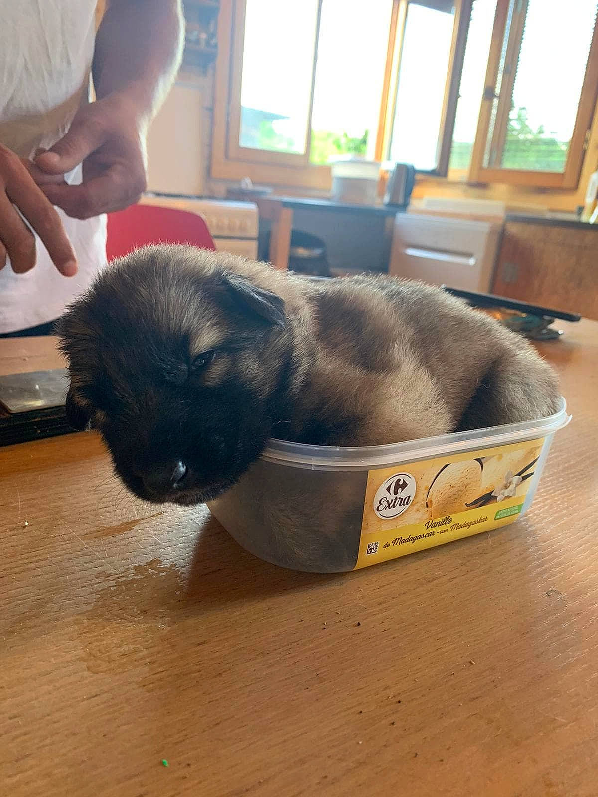 Travis a rejoint le concours — aidez-le/la à gagner de superbes lots ! canidae, carnivore, comfort, companion_dog, dog_bed, dog_breed, fawn, felidae, floor, flooring, fur, hardwood, small_to_medium_sized_cats, snout, table, tail, whiskers, window, wood, working_animal