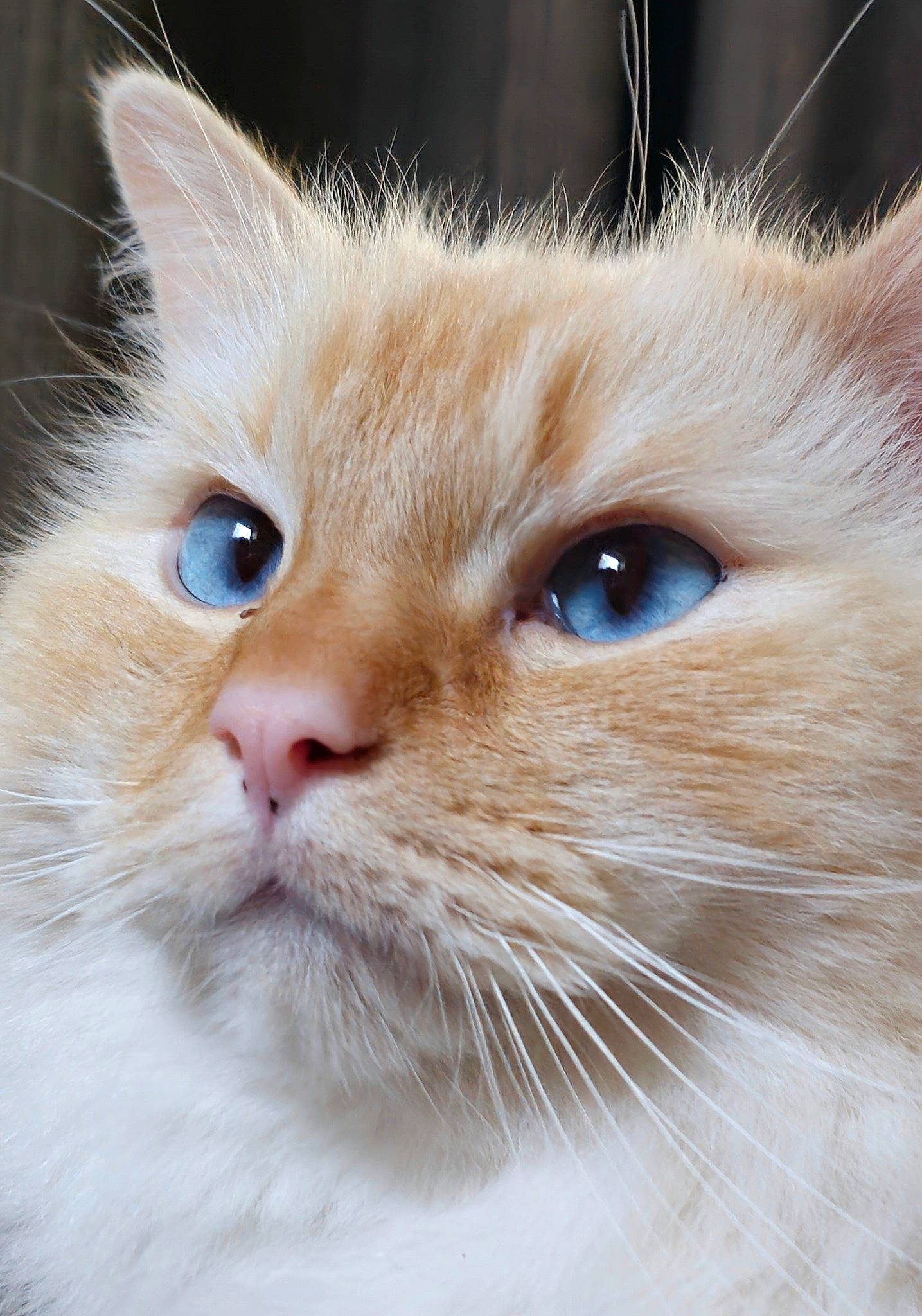 Spencer joined the competition — help win amazing prizes! carnivore, cat, close_up, curious, domestic_short_haired_cat, ear, eye, fawn, felidae, fur, hair, head, human_body, iris, small_to_medium_sized_cats, snout, whiskers, window