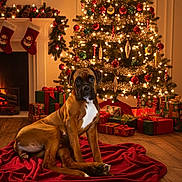 Ollie is registered to the contest to win money with this photo: dog, boxer, christmas_tree, christmas_lights, christmas_ornaments, presents, fireplace, stockings, red_blanket, wooden_floor, holiday, festive, indoors, decorations, warm_lighting, cozy, pets, animal, sitting, living_room