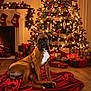 dog, boxer, christmas_tree, christmas_lights, christmas_ornaments, presents, fireplace, stockings, red_blanket, wooden_floor, holiday, festive, indoors, decorations, warm_lighting, cozy, pets, animal, sitting, living_room