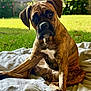 animal, blanket, boxer, brindle, canine, cute, dog, fence, fur, garden, grass, head_tilt, nature, outdoor, pet, pet_portrait, puppy, sitting, sunlight, young_dog