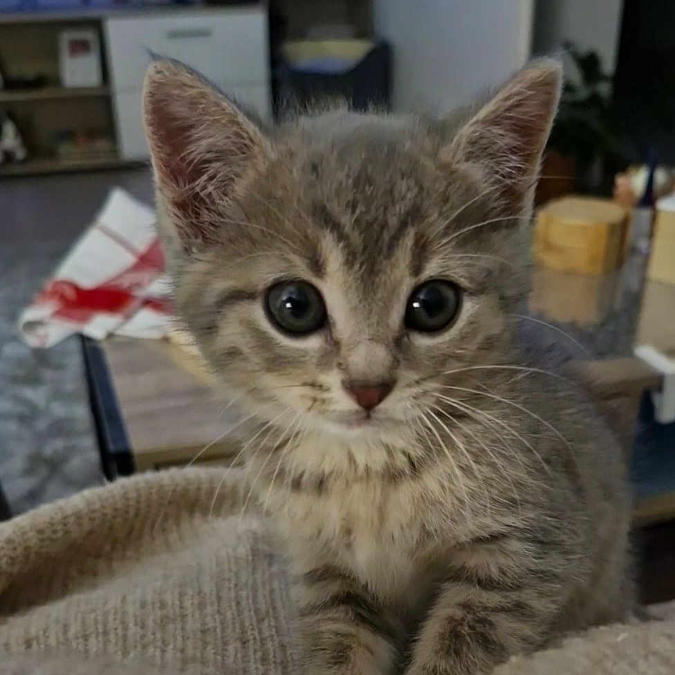 Nala participe au concours pour gagner de l'argent avec cette photo : animal, blanket, blurred_background, cat, curious, cute, ears, eyes, fur, furniture, gray_tabby, indoor, kitten, knitted, living_room, mammal, pet, small, table, whiskers