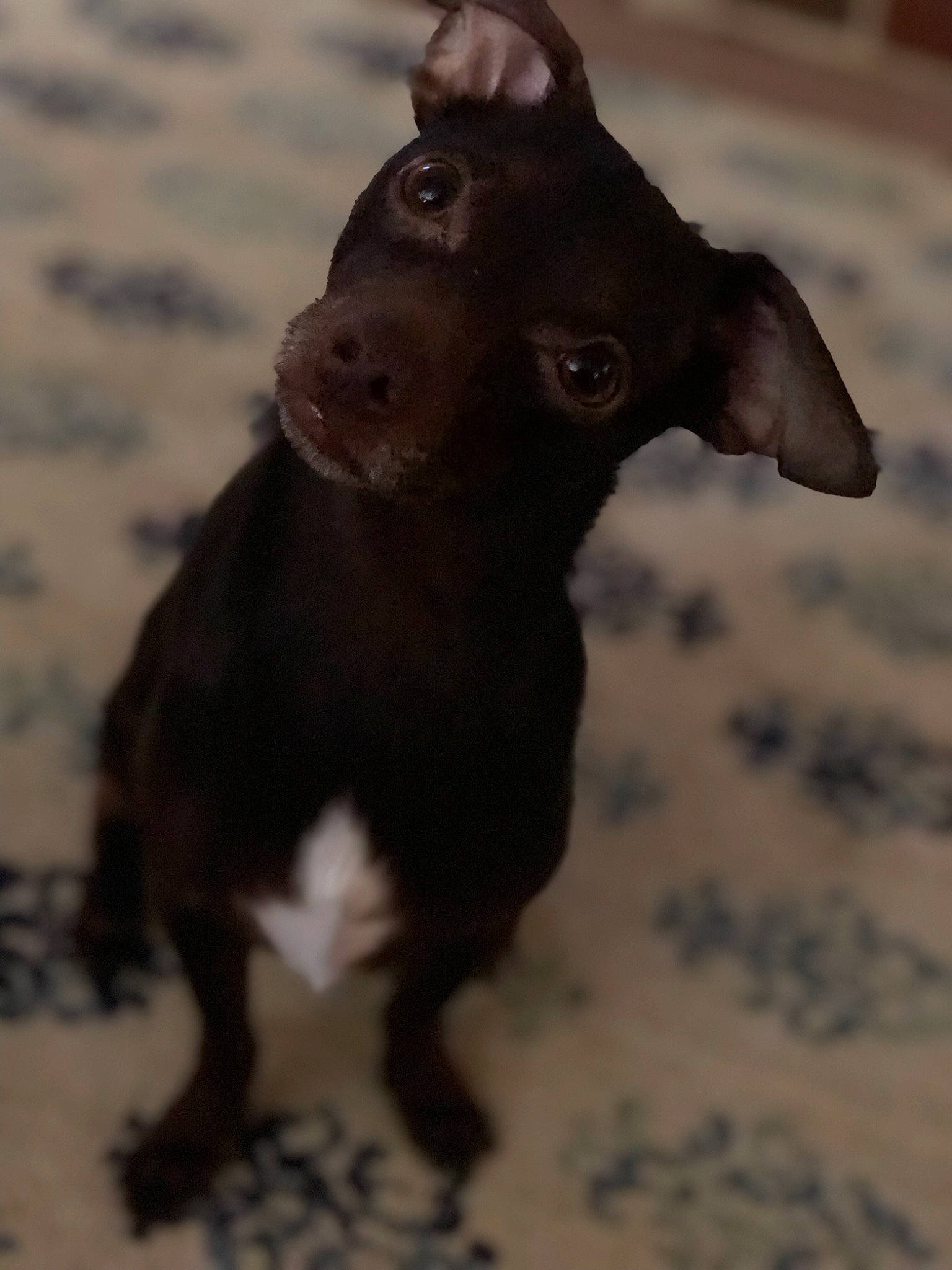 Rocky is registered to the contest to win money with this photo: boston_terrier, canidae, carnivore, chihuahua, companion_dog, dog, dog_breed, ear, fawn, french_bulldog, mammal, non_sporting_group, puppy, snout, sporting_group, toy_dog, vertebrate