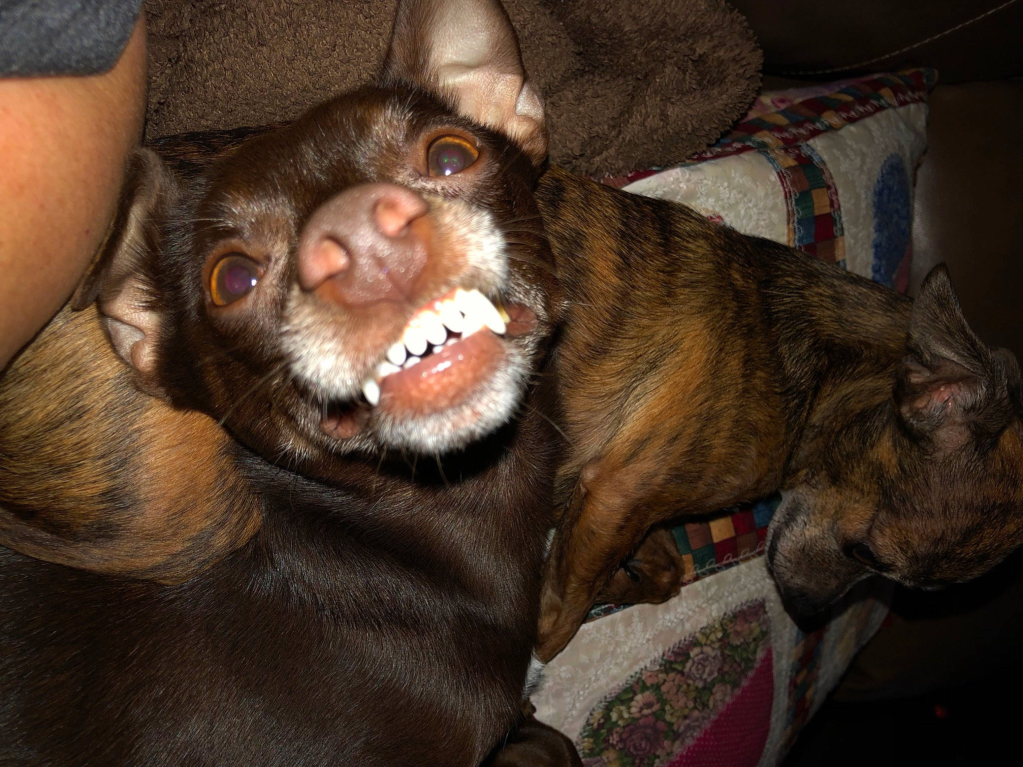 Rocky joined the competition — help win amazing prizes! canidae, carnivore, dog, dog_breed, ear, french_bulldog, jaw, mammal, non_sporting_group, pit_bull, puppy, snout, sporting_group, vertebrate, whiskers