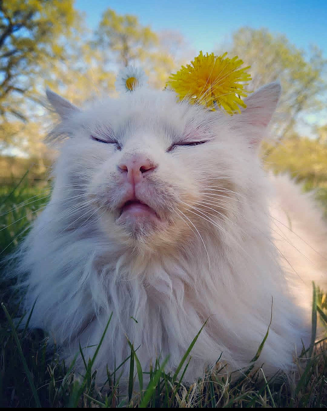 Kalinka a rejoint le concours — aidez-le/la à gagner de superbes lots ! carnivore, cat, close_up, eye, fawn, felidae, flower, grass, grassland, happy, head, meadow, petal, plant, sky, small_to_medium_sized_cats, snout, terrestrial_animal, tree, whiskers