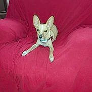 Pepe joined the competition — help win amazing prizes! dog, small_dog, indoor, red_chair, furniture, pet, animal, alert, ears, collar, sitting, living_room, carpet, resting, cute, canine, domestic_animal, household, comfortable, relaxed