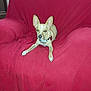 dog, small_dog, indoor, red_chair, furniture, pet, animal, alert, ears, collar, sitting, living_room, carpet, resting, cute, canine, domestic_animal, household, comfortable, relaxed