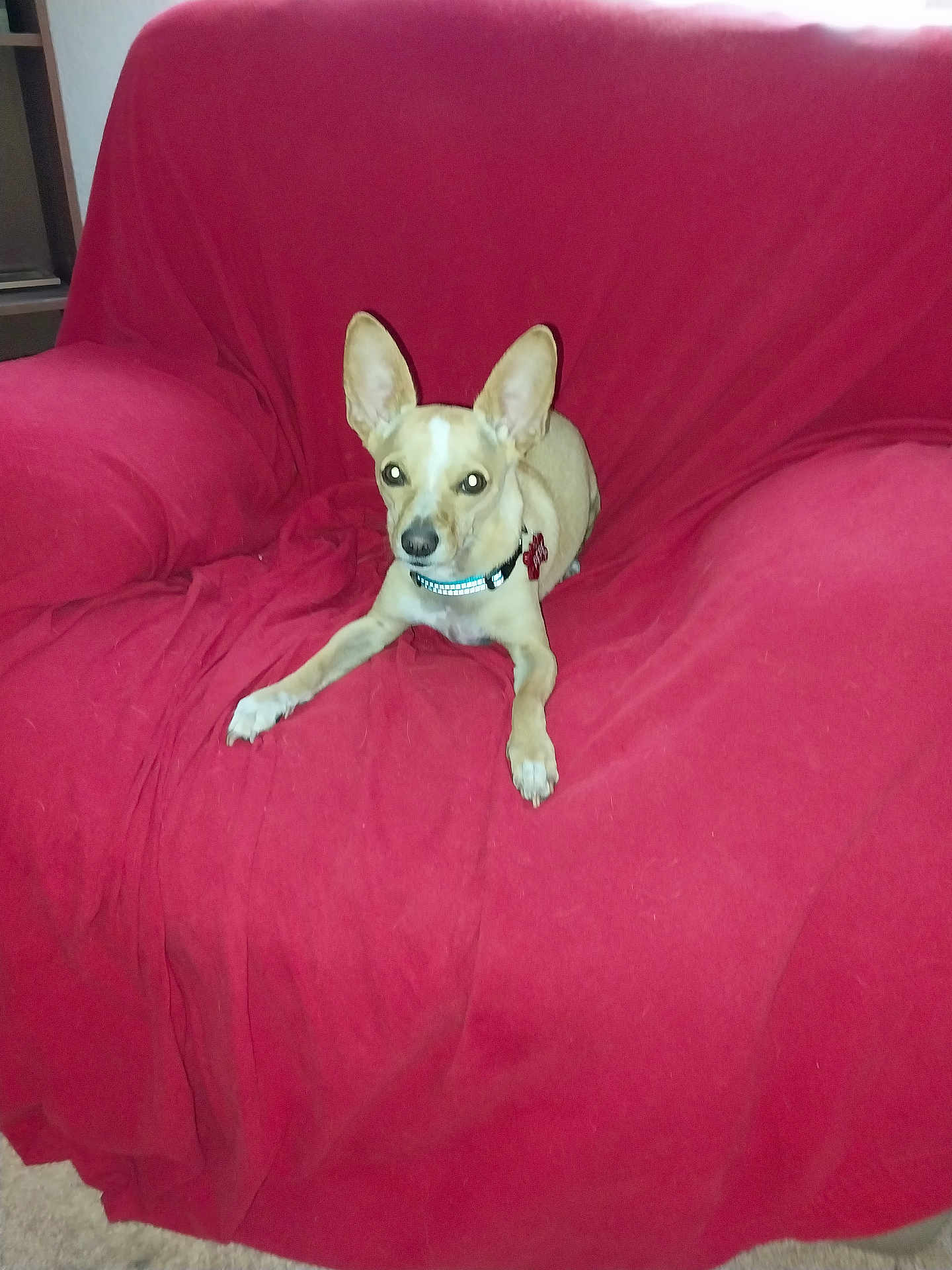 Pepe joined the competition — help win amazing prizes! dog, small_dog, indoor, red_chair, furniture, pet, animal, alert, ears, collar, sitting, living_room, carpet, resting, cute, canine, domestic_animal, household, comfortable, relaxed