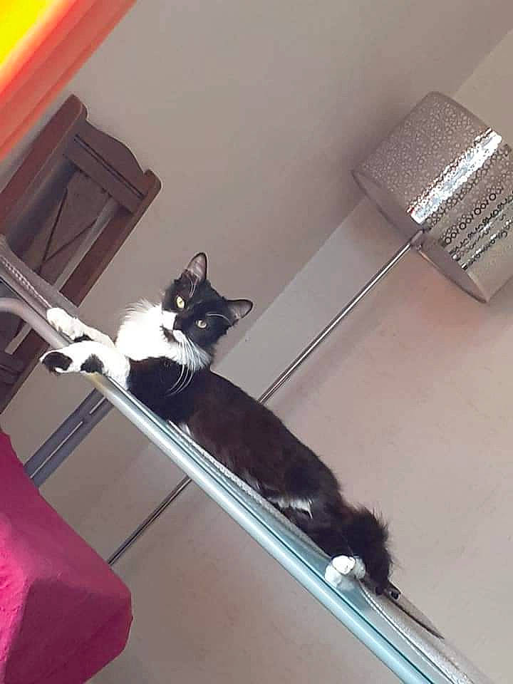 Kiara a rejoint le concours — aidez-le/la à gagner de superbes lots ! black_cat, carnivore, cat, felidae, kitten, room, small_to_medium_sized_cats, tail, whiskers