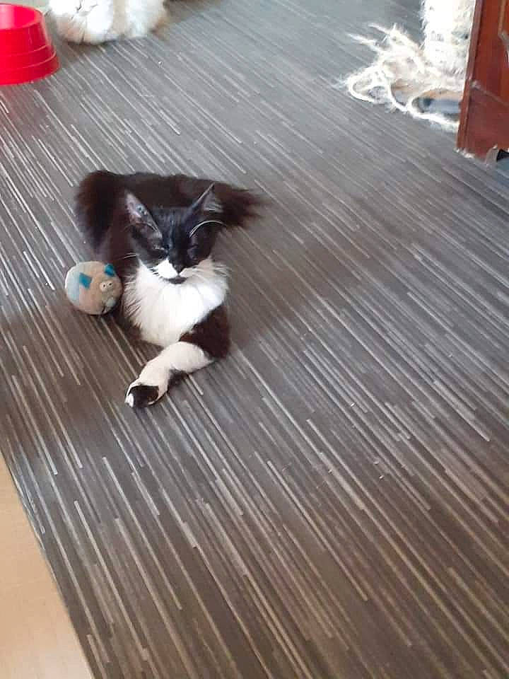 Kiara participe au concours pour gagner de l'argent avec cette photo : canidae, carnivore, cat, companion_dog, dog, dog_breed, fawn, felidae, floor, flooring, hardwood, kitten, laminate_flooring, liver, puppy, small_to_medium_sized_cats, sporting_group, tail, whiskers, wood