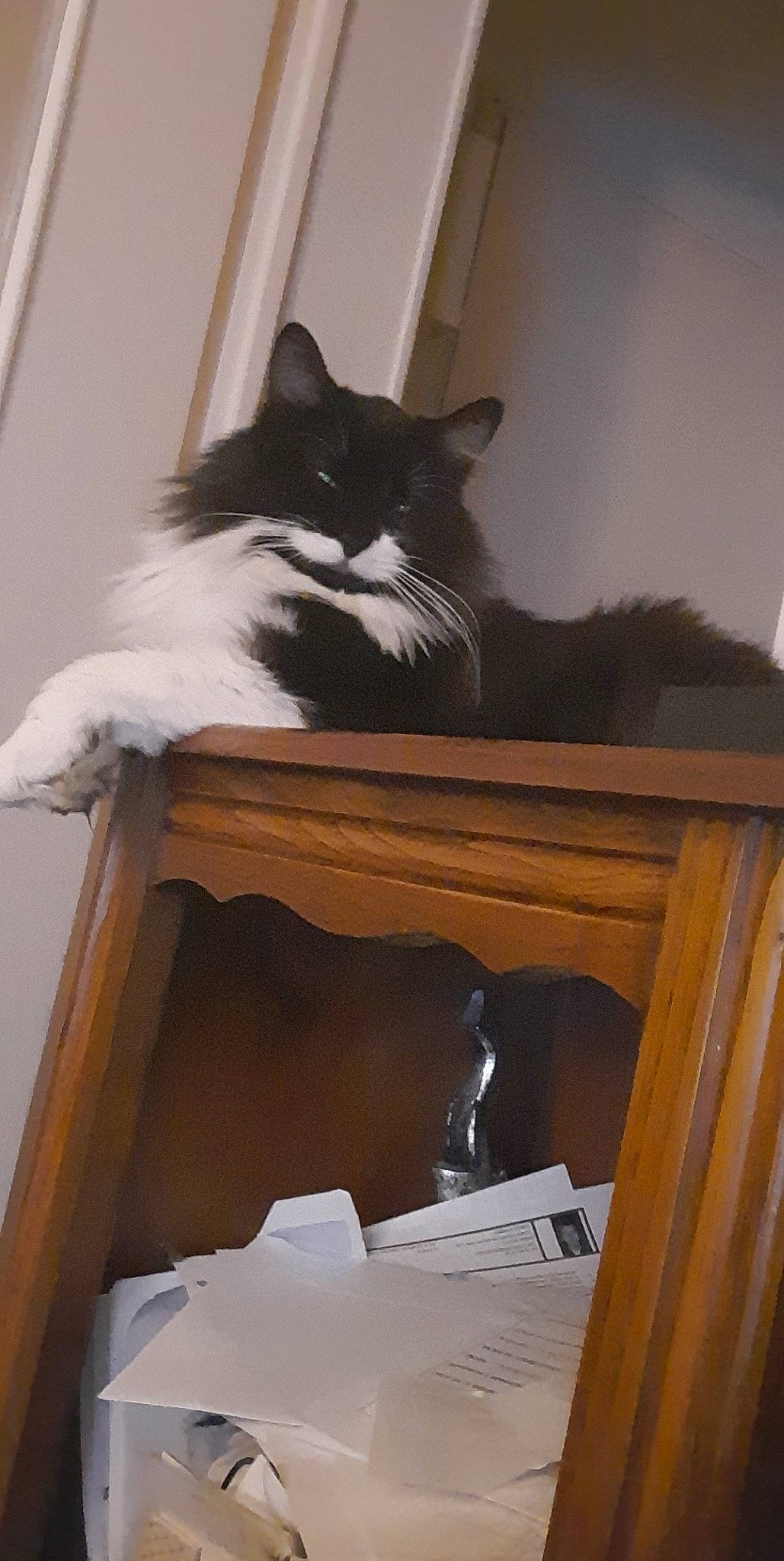 Kiara participe au concours pour gagner de l'argent avec cette photo : carnivore, cat, felidae, norwegian_forest_cat, room, small_to_medium_sized_cats, stairs, tail, whiskers