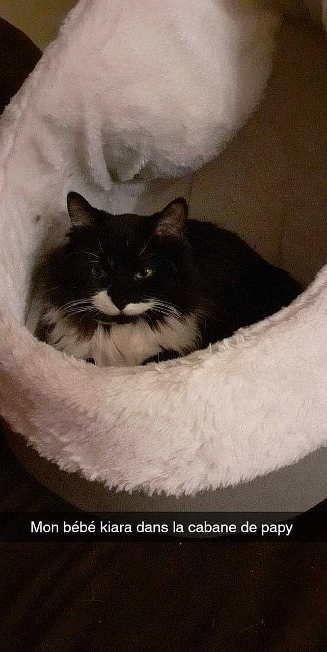 Kiara participe au concours pour gagner de l'argent avec cette photo : asian, carnivore, cat, cat_bed, cat_supply, domestic_short_haired_cat, felidae, photo_caption, small_to_medium_sized_cats, tail, whiskers