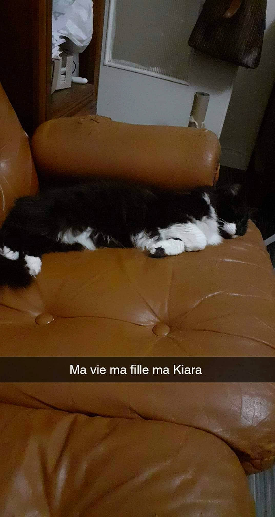 Kiara participe au concours pour gagner de l'argent avec cette photo : cat, couch, felidae, floor, flooring, furniture, hardwood, leg, room