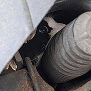 Félix a rejoint le concours — aidez-le/la à gagner de superbes lots ! cat, black_and_white, eye, whiskers, metal, rust, mechanical, pipe, curious, hidden, closeup, animal, pet, dark, texture, industrial, peeking, small_space, contrast, exploration