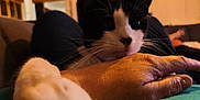 Félix participe au concours pour gagner de l'argent avec cette photo : cat, black_and_white, paw, hand, close_up, indoor, blurred_background, relaxation, feline, pet, whiskers, fur, resting, couch, human, skin, comfort, warm_lighting, domestic, companion