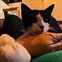 cat, black_and_white, paw, hand, close_up, indoor, blurred_background, relaxation, feline, pet, whiskers, fur, resting, couch, human, skin, comfort, warm_lighting, domestic, companion