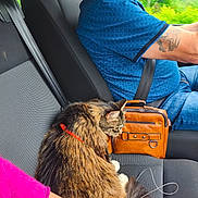 Caline a rejoint le concours — aidez-le/la à gagner de superbes lots ! cat, tabby_cat, car_interior, car_seat, seatbelt, leather_bag, red_collar, person, beard, blue_shirt, tattoo, retractable_leash, hand, bracelet, window, greenery, daylight, side_view, travel, pet
