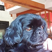 Happy participe au concours pour gagner de l'argent avec cette photo : dog, black_dog, fluffy, pet, indoor, close_up, brown_eyes, calm, contemplative, fur, animal, companion, cute, home, wooden_beam, living_room, portrait, mammal, canine, domestic_animal