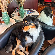 Bruno is registered to the contest to win money with this photo: animal, architecture, building, canine, chair, couch, cup, desk, dog, electronics, furniture, indoors, interiordesign, livingroom, pet, plant, pottedplant, room, speaker, table