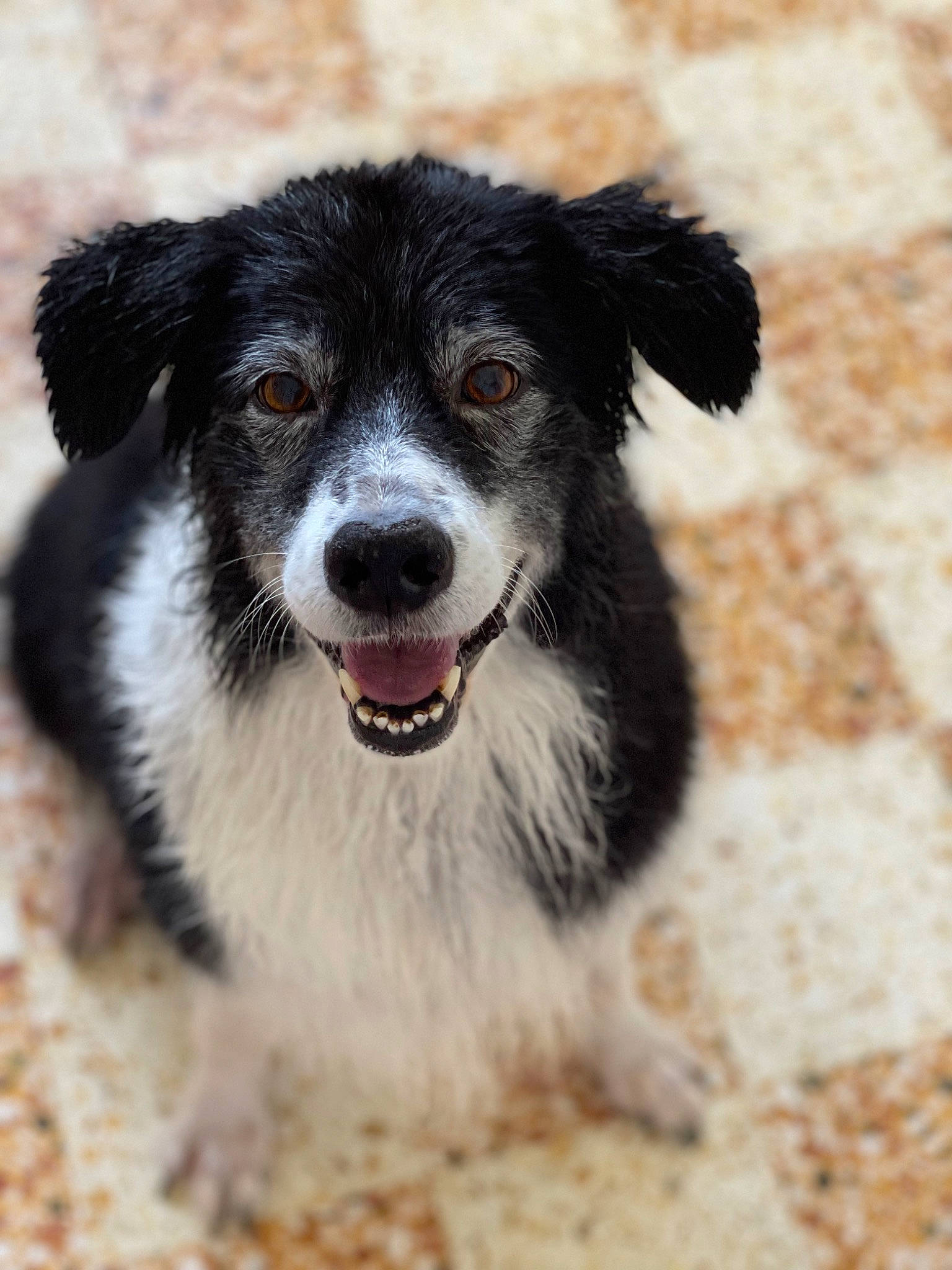 Google participe au concours pour gagner de l'argent avec cette photo : australian_collie, australian_shepherd, border_collie, canidae, carnivore, companion_dog, dog, dog_breed, herding_dog, plant, snout, sporting_group, terrestrial_animal, whiskers, working_dog