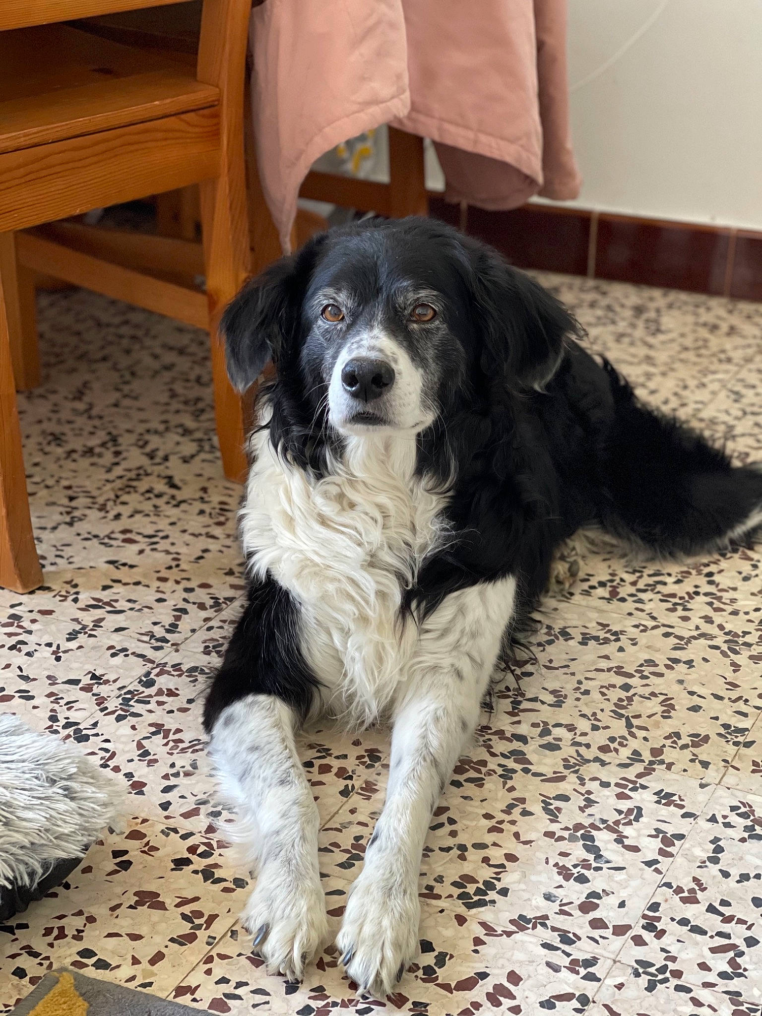 Google participe au concours pour gagner de l'argent avec cette photo : bored, canidae, carnivore, chair, companion_dog, dog, dog_breed, flooring, fur, gun_dog, hardwood, snout, spaniel, sporting_group, wood, working_animal, working_dog