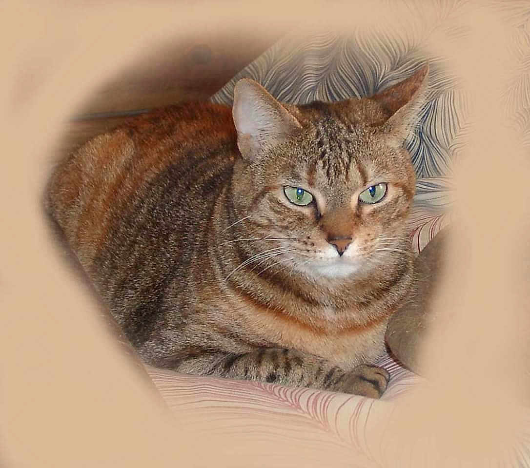 Taz