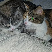 Coco And Kalli joined the competition — help win amazing prizes! cat, cats, sleeping, resting, quilt, bed, indoor, pet, feline, closeup, animal, cute, snuggling, companion, fur, whiskers, paw, two, calico, tabby