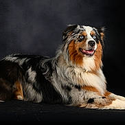 Eko a rejoint le concours — aidez-le/la à gagner de superbes lots ! dog, australian_shepherd, blue_eyes, lying_down, fur, portrait, black_background, studio_lighting, animal, pet, canine, fluffy, tricolor, alert, side_view, indoor, mammal, beautiful, calm, focused