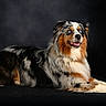 dog, australian_shepherd, blue_eyes, lying_down, fur, portrait, black_background, studio_lighting, animal, pet, canine, fluffy, tricolor, alert, side_view, indoor, mammal, beautiful, calm, focused