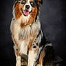 Eko a rejoint le concours — aidez-le/la à gagner de superbes lots ! dog, australian_shepherd, blue_eyes, fur, pet, animal, portrait, studio, smiling, sitting, fluffy, cute, canine, happy, ears, nose, tongue, black_background, furry, friendly