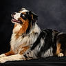 Eko a rejoint le concours — aidez-le/la à gagner de superbes lots ! dog, australian_shepherd, blue_eyes, tricolor, fur, pet, animal, portrait, studio, black_background, laying_down, looking_up, fluffy, mammal, canine, domestic_animal, side_view, alert, friendly, beautiful
