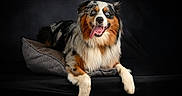Eko participe au concours pour gagner de l'argent avec cette photo : dog, australian_shepherd, blue_eyes, tongue_out, pet_bed, fur, portrait, studio_lighting, black_background, happy, smiling, animal, canine, paw, laying_down, furry, cute, domestic_animal, pet, relaxed
