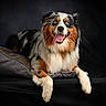 dog, australian_shepherd, blue_eyes, tongue_out, pet_bed, fur, portrait, studio_lighting, black_background, happy, smiling, animal, canine, paw, laying_down, furry, cute, domestic_animal, pet, relaxed