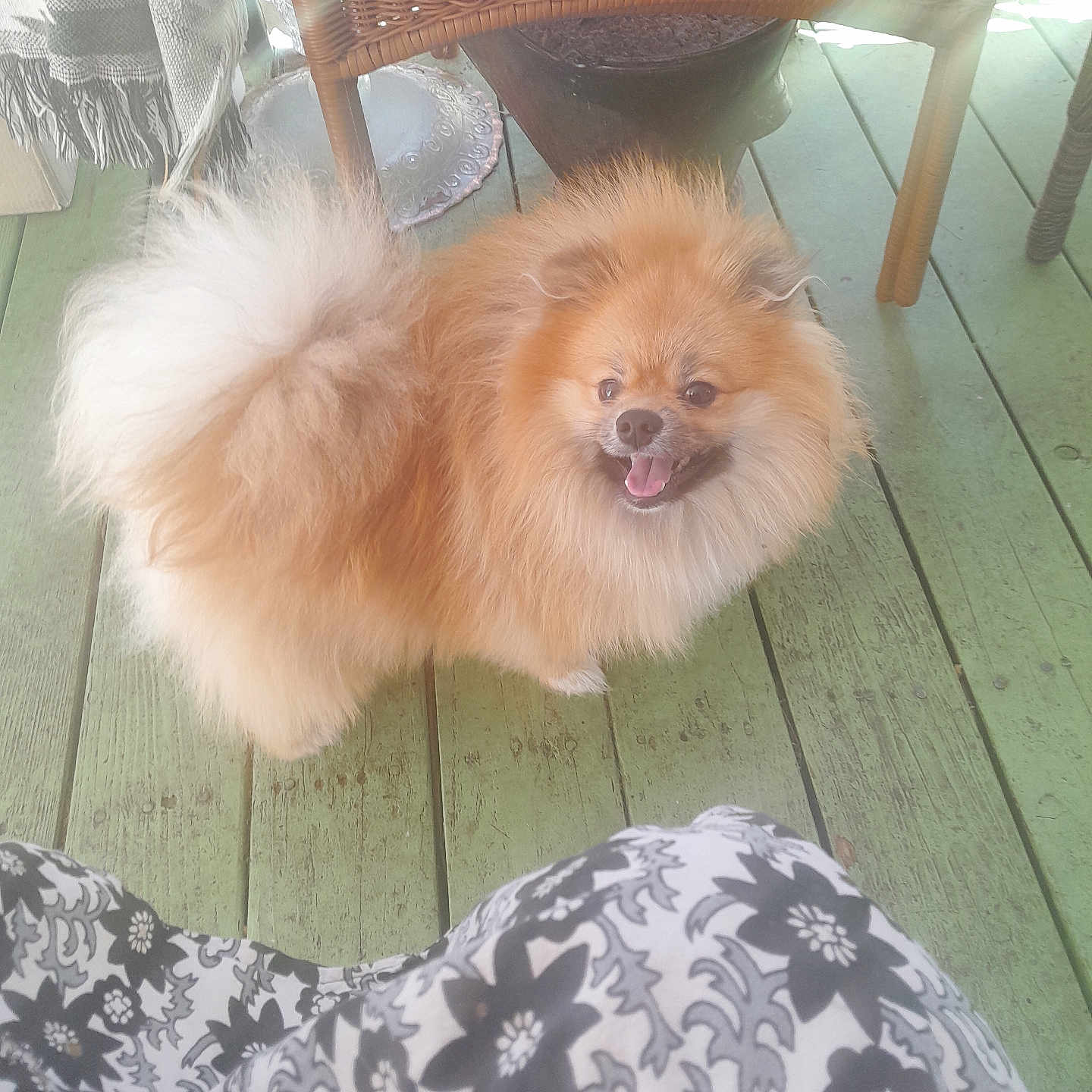 Rambo is registered to the contest to win money with this photo: animal, canine, chair, chow, cockerspaniel, couch, cushion, dog, eskimodog, furniture, hardwood, homedecor, indoors, interiordesign, papillon, person, pet, plywood, puppy, wood