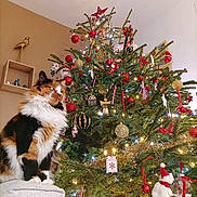 Noune participe au concours pour gagner de l'argent avec cette photo : calico_cat, cat, christmas_tree, cozy, decorations, festive, fluffy, furniture, gold, holiday, indoor, lights, ornaments, ottoman, pine_tree, red, seasonal, star, tree_topper, white