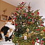 calico_cat, cat, christmas_tree, cozy, decorations, festive, fluffy, furniture, gold, holiday, indoor, lights, ornaments, ottoman, pine_tree, red, seasonal, star, tree_topper, white