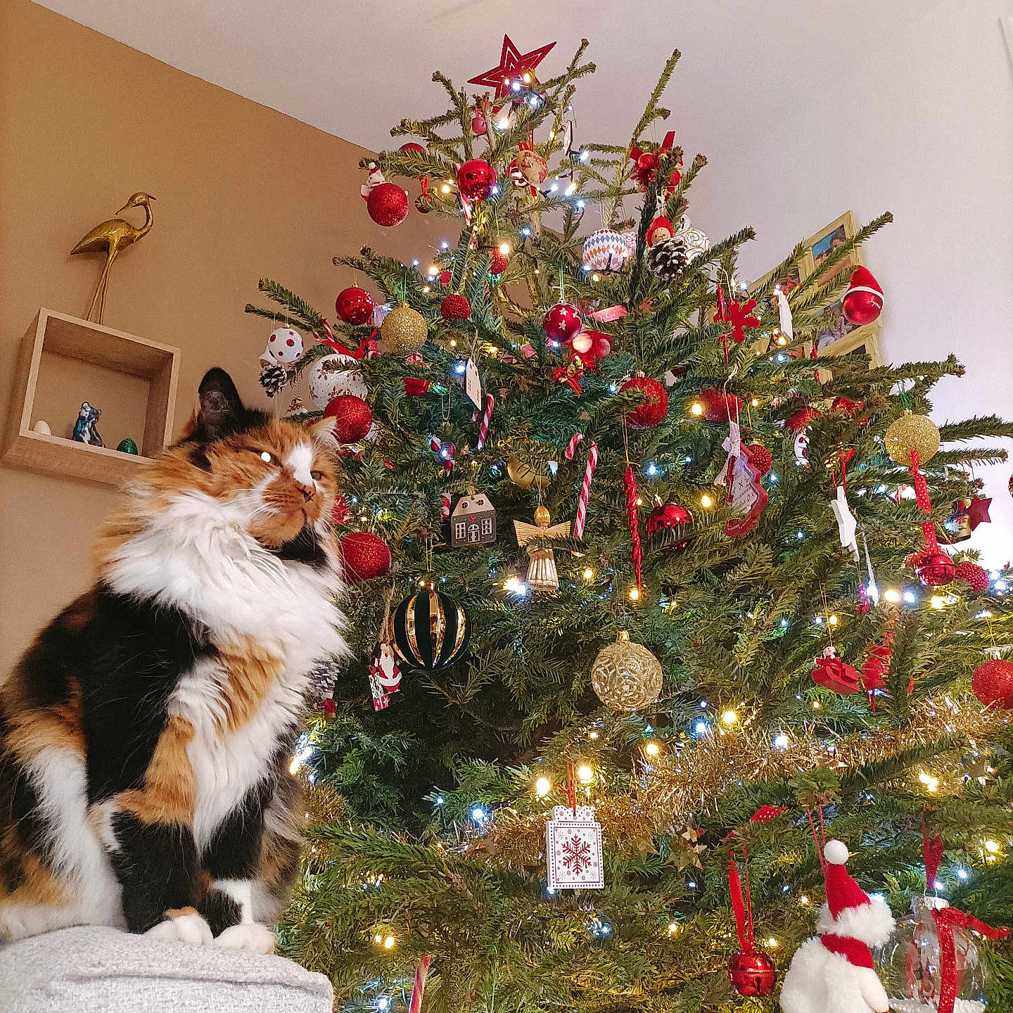 Noune participe au concours pour gagner de l'argent avec cette photo : calico_cat, cat, christmas_tree, cozy, decorations, festive, fluffy, furniture, gold, holiday, indoor, lights, ornaments, ottoman, pine_tree, red, seasonal, star, tree_topper, white