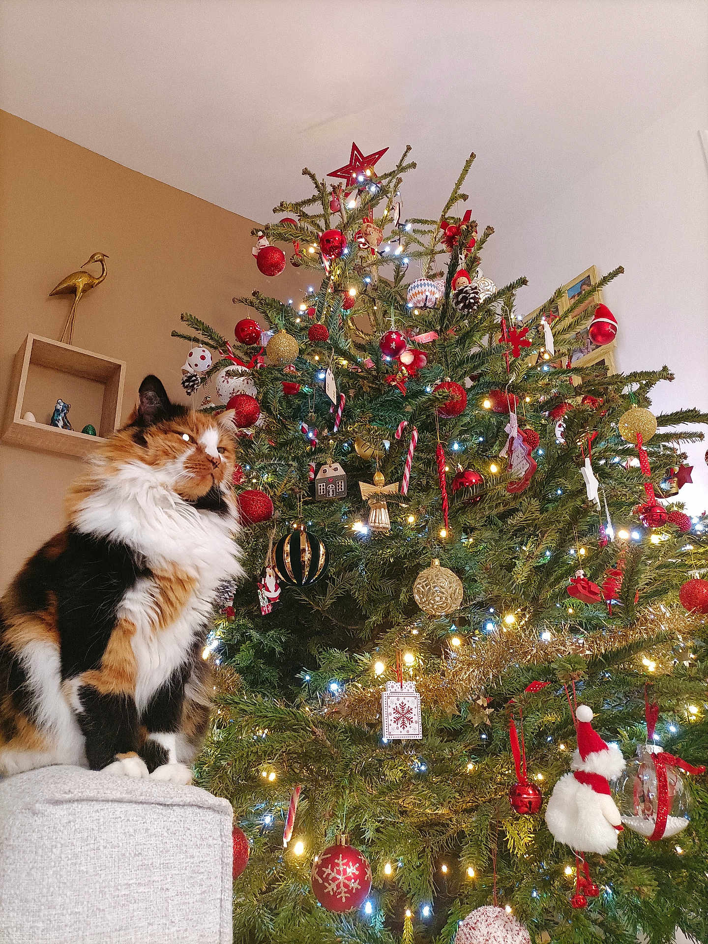 Noune participe au concours pour gagner de l'argent avec cette photo : calico_cat, cat, christmas_tree, cozy, decorations, festive, fluffy, furniture, gold, holiday, indoor, lights, ornaments, ottoman, pine_tree, red, seasonal, star, tree_topper, white