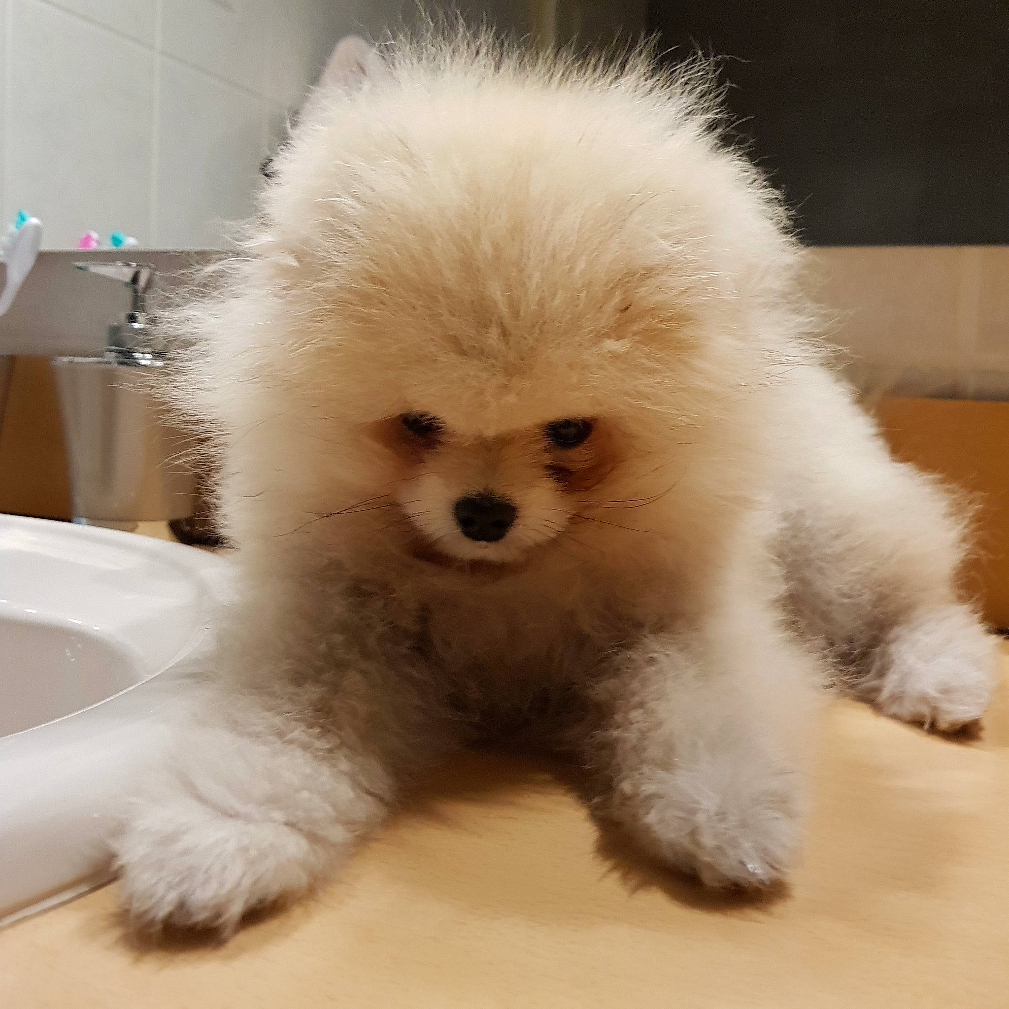 Panach participe au concours pour gagner de l'argent avec cette photo :