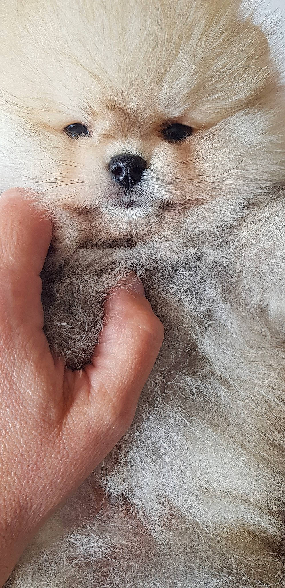 Panach a rejoint le concours — aidez-le/la à gagner de superbes lots !