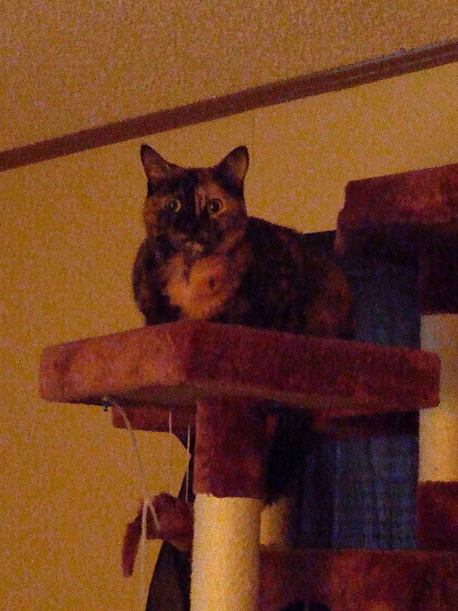 Galaxy joined the competition — help win amazing prizes! carnivore, cat, domestic_short_haired_cat, fawn, felidae, small_to_medium_sized_cats, tail, whiskers