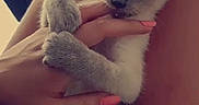 Rubi participe au concours pour gagner de l'argent avec cette photo : animal, bodypart, cat, hand, kitten, manx, person, pet, siamese