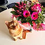 cat, ginger_cat, flower_bouquet, pink_flowers, table, indoor, pet, curious, green_leaves, closeup, domestic_cat, whiskers, orange_fur, floral_arrangement, natural_light, cute, feline, plant, still_life, colorful