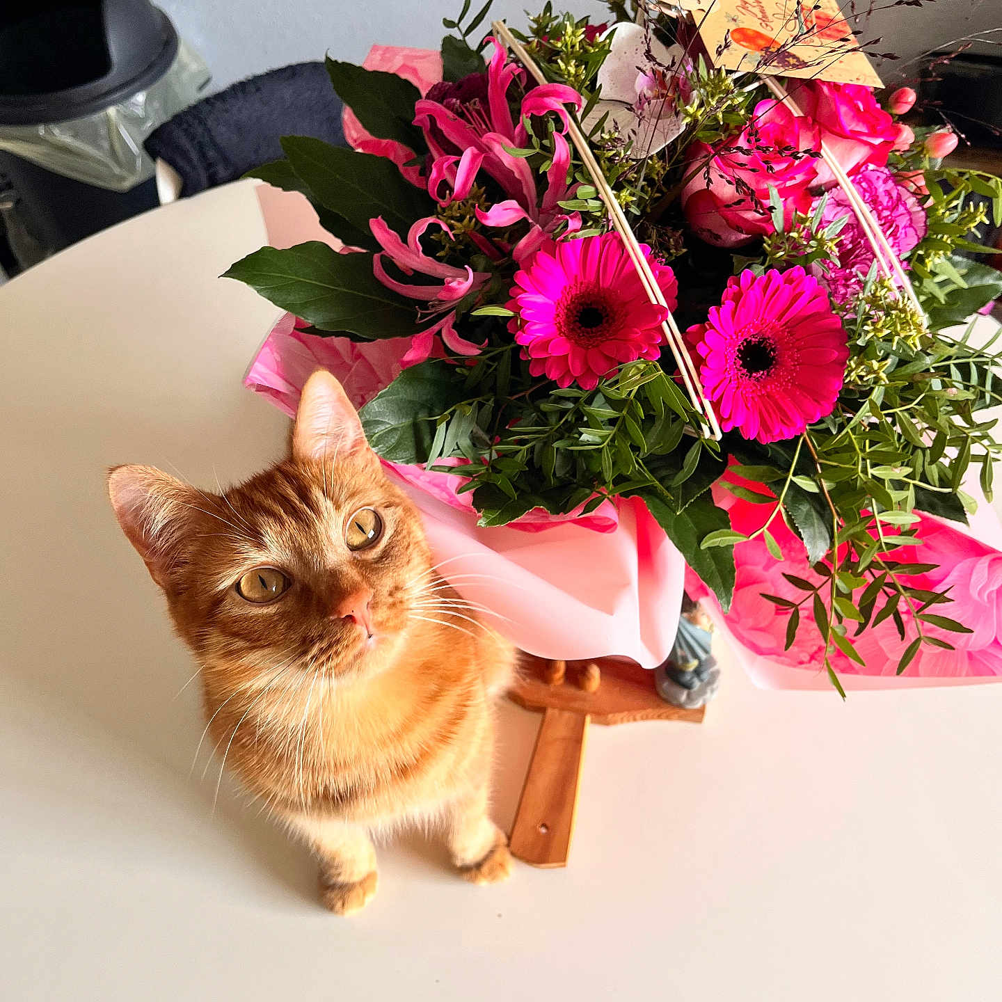 Vincent a rejoint le concours — aidez-le/la à gagner de superbes lots ! cat, closeup, colorful, curious, cute, domestic_cat, feline, floral_arrangement, flower_bouquet, ginger_cat, green_leaves, indoor, natural_light, orange_fur, pet, pink_flowers, plant, still_life, table, whiskers