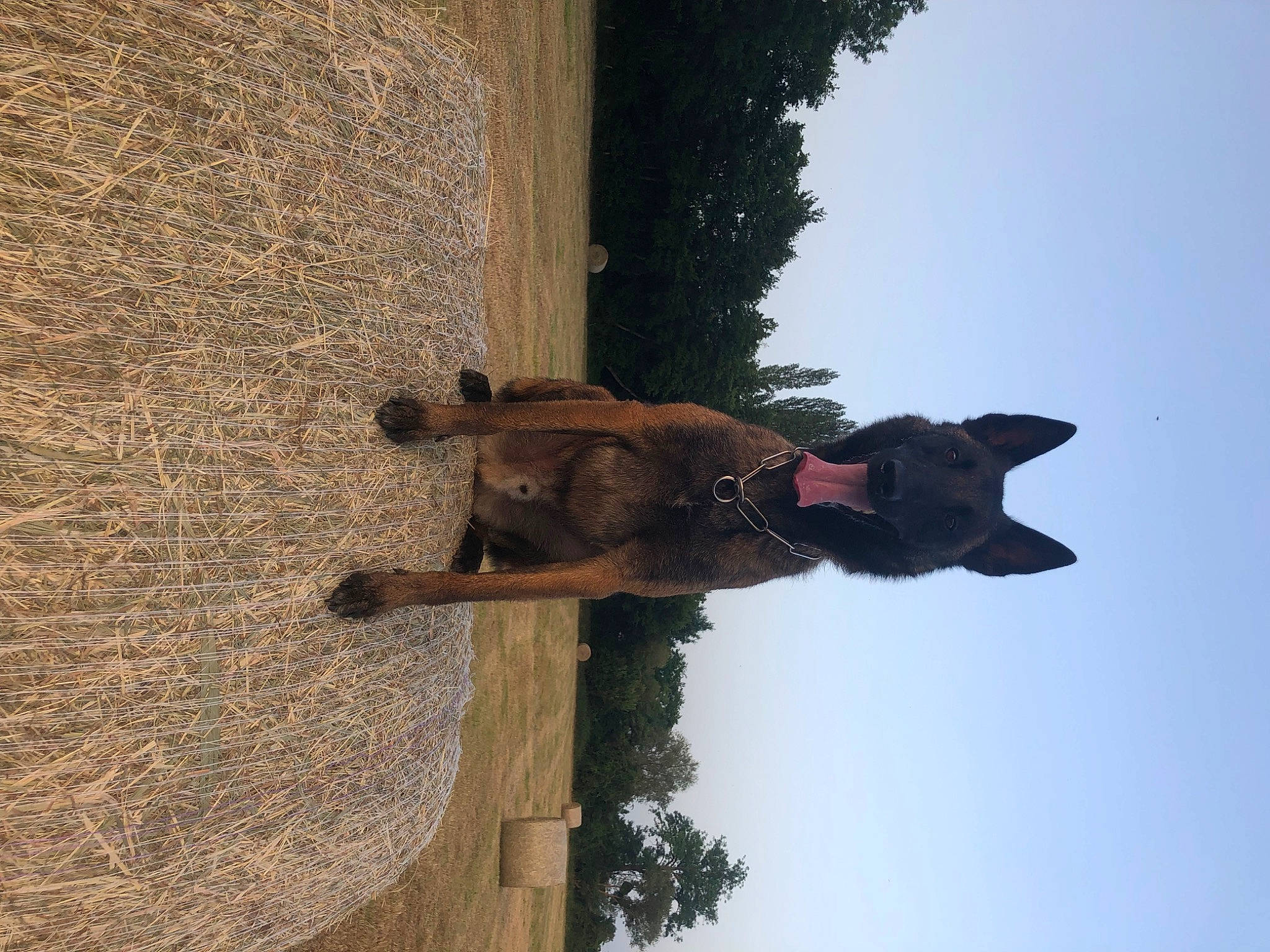 Pignouf a rejoint le concours — aidez-le/la à gagner de superbes lots ! adventure, building, canidae, carnivore, dog, dog_breed, plant, sculpture, shadow, sky, sporting_group, tail, tree, trunk, water, window, wood, working_animal